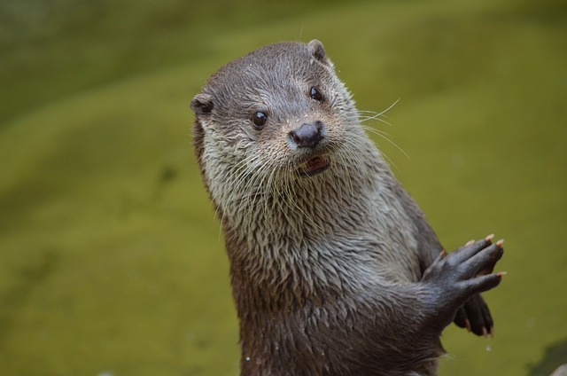 Celebrating World Otters Day: May 29 2024