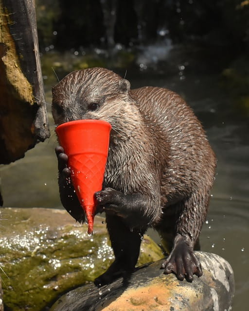 Celebrating World Otters Day: May 29 2024